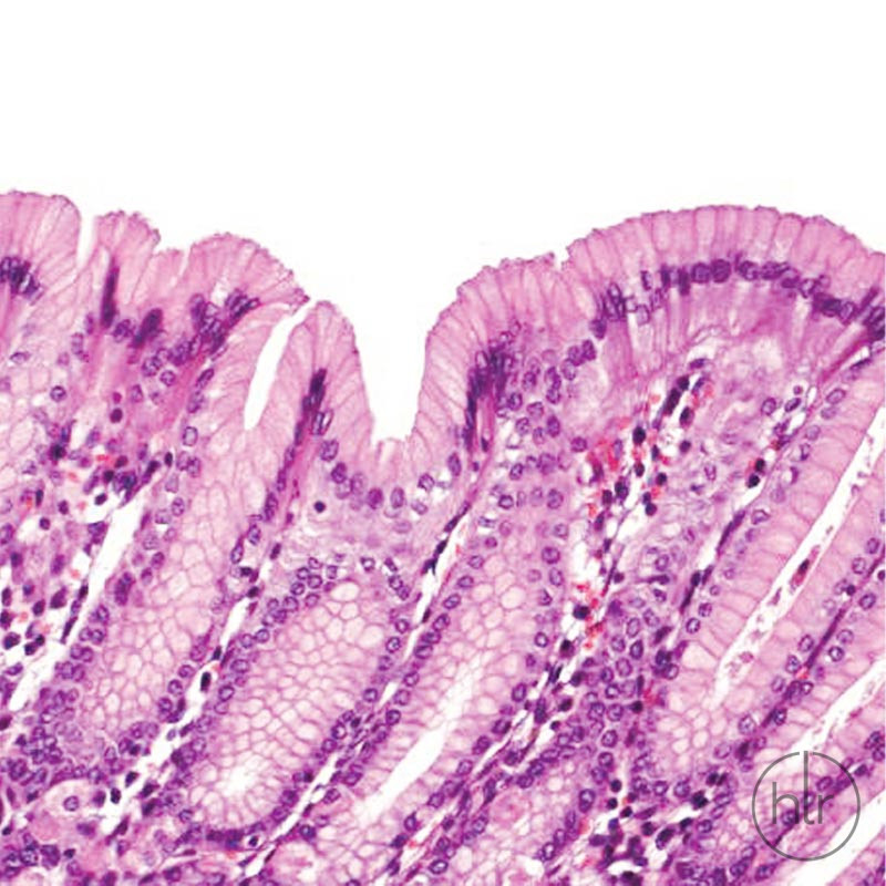 Hematoxylin solution modified acc. to Gill III for microscopy, 1 л